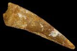 Fossil Pterosaur (Siroccopteryx) Tooth - Morocco #127699-1